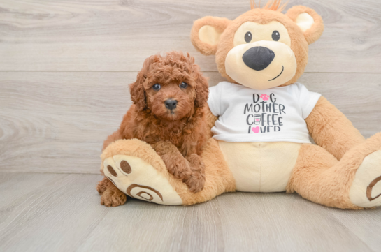 TABASCO, a Cavapoo littermate