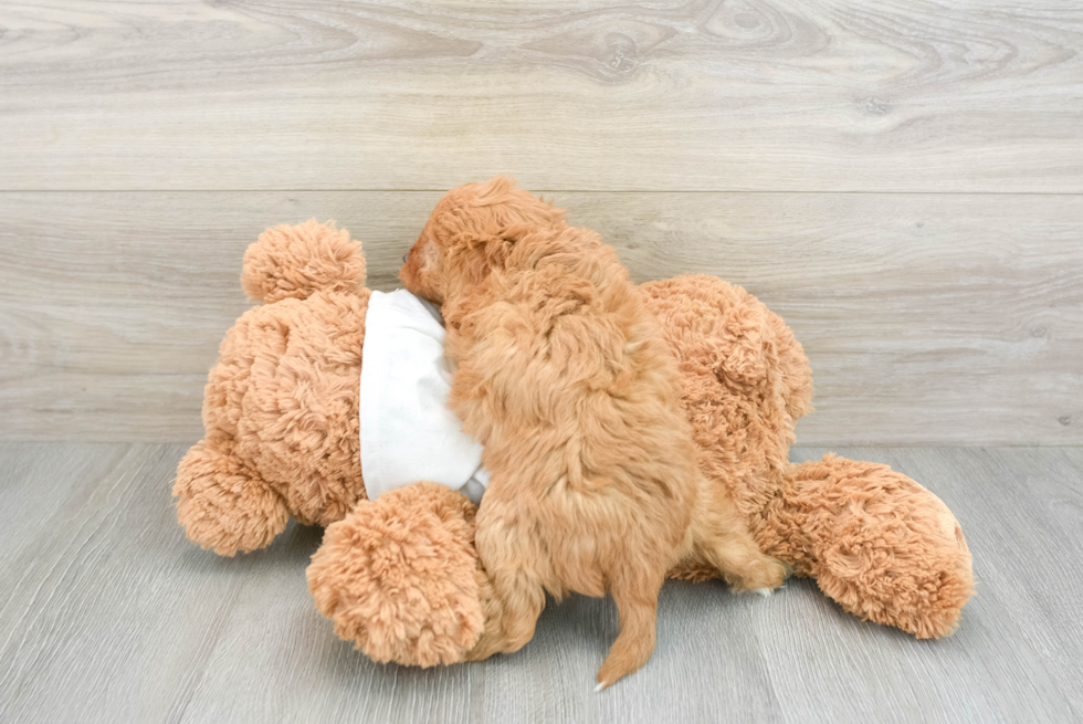 Smart Cavapoo Poodle Mix Pup