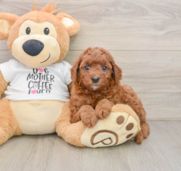 8 week old Cavapoo Puppy For Sale - Premier Pups