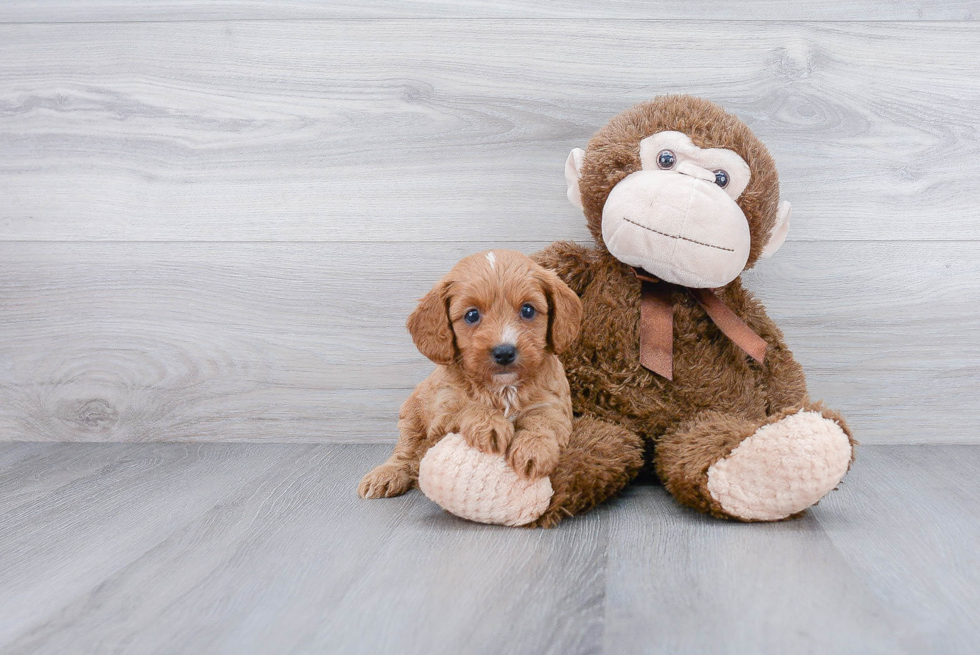 Happy Cavapoo Baby