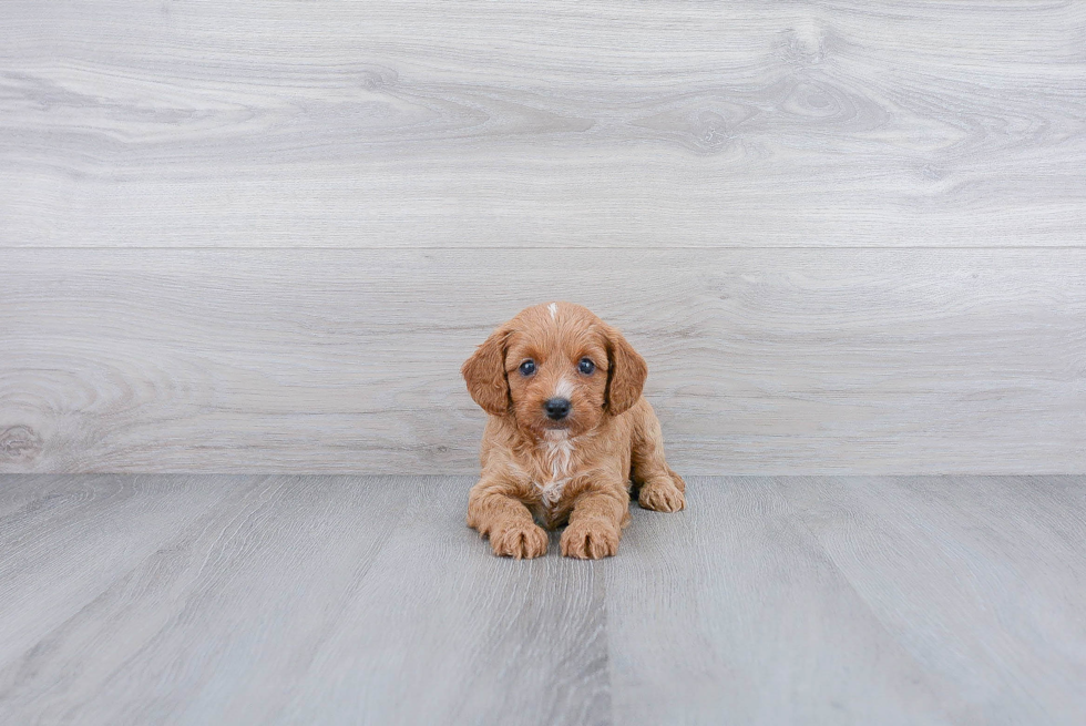 Cavapoo Puppy for Adoption