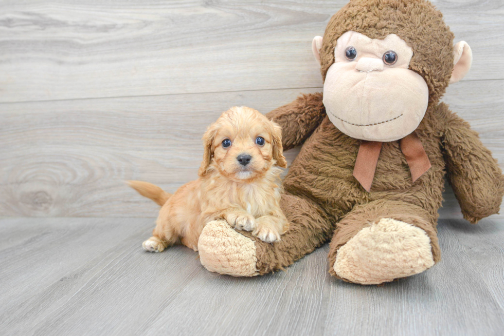 Little Cavoodle Poodle Mix Puppy