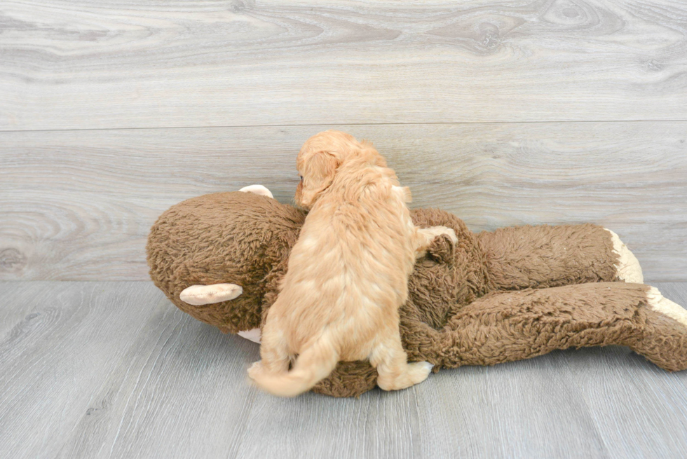 Cavapoo Puppy for Adoption
