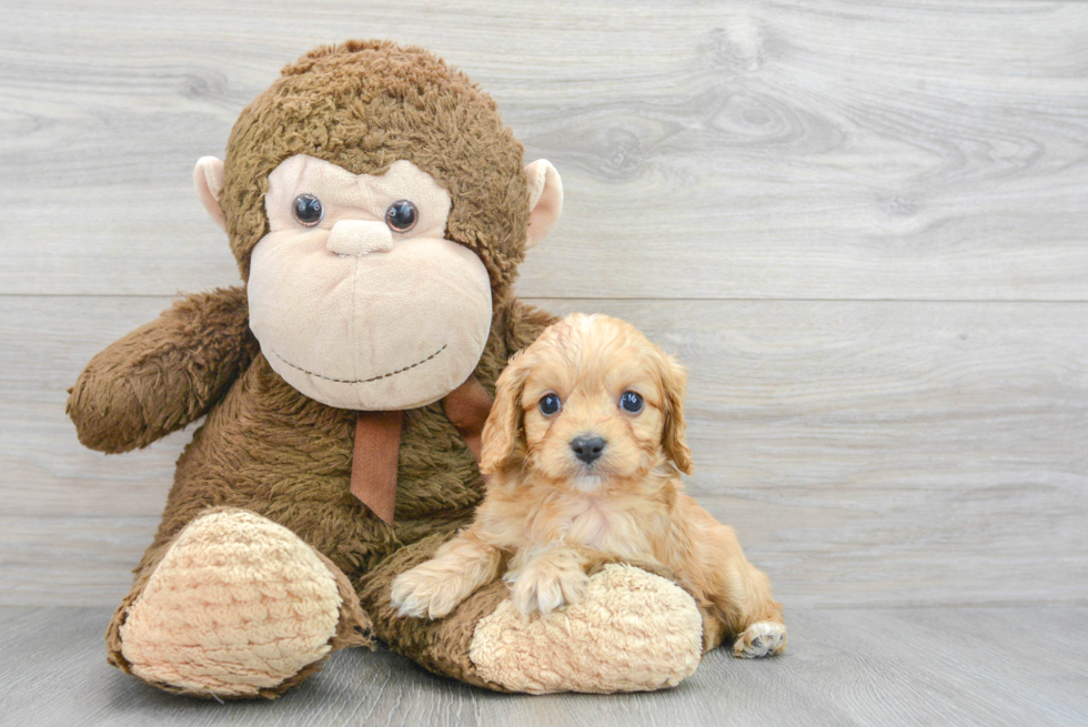 Happy Cavapoo Baby