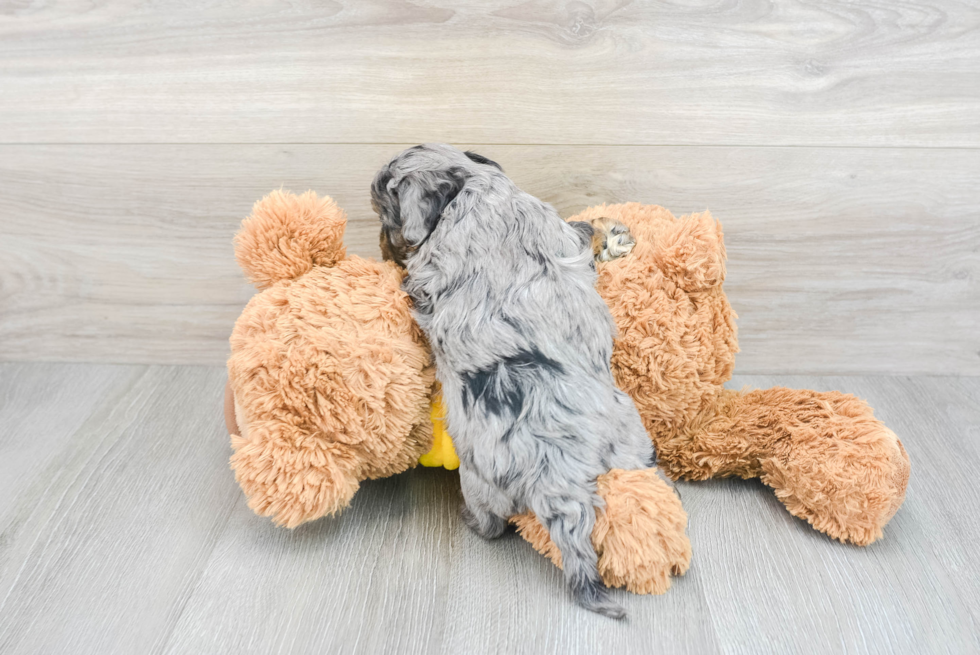 Cavapoo Pup Being Cute