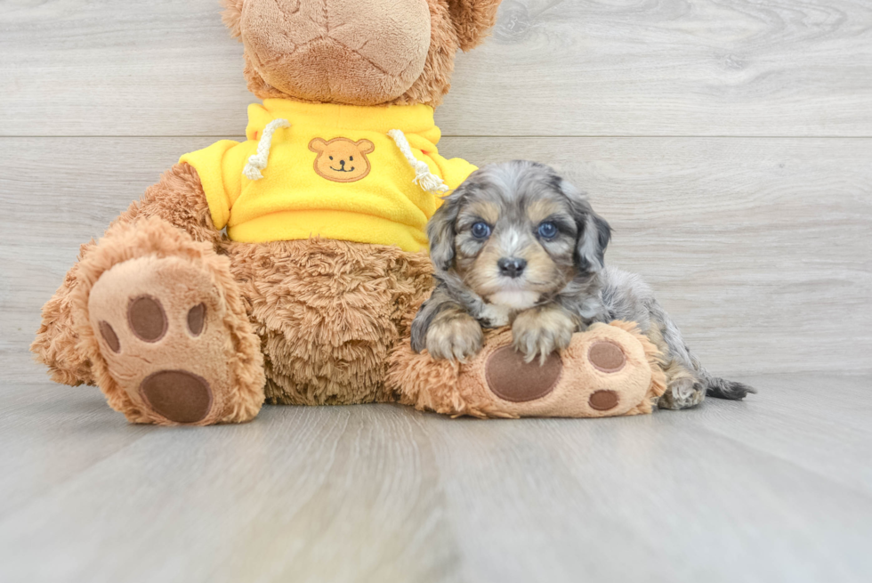 Fluffy Cavapoo Poodle Mix Pup