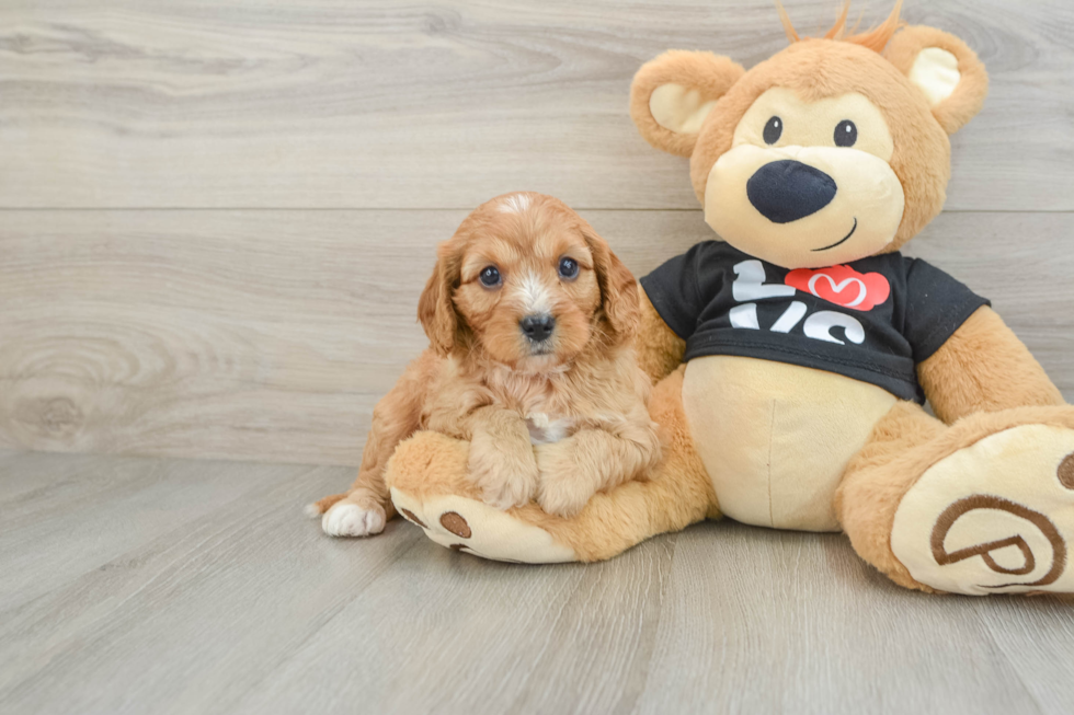 Smart Cavapoo Poodle Mix Pup