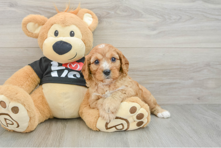 Sweet Cavapoo Baby