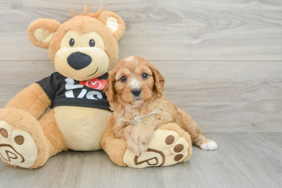 Sweet Cavapoo Baby