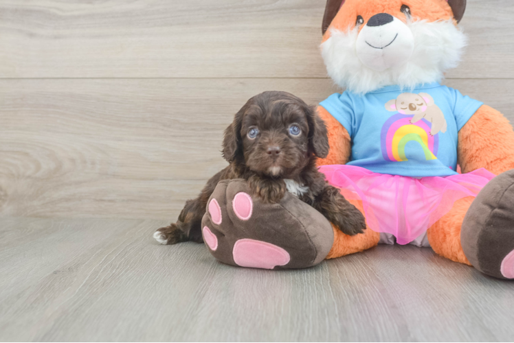 Energetic Cavoodle Poodle Mix Puppy