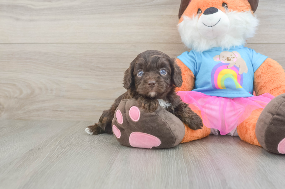 Energetic Cavoodle Poodle Mix Puppy