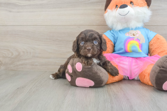 Energetic Cavoodle Poodle Mix Puppy