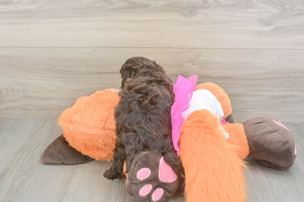 Cavapoo Pup Being Cute