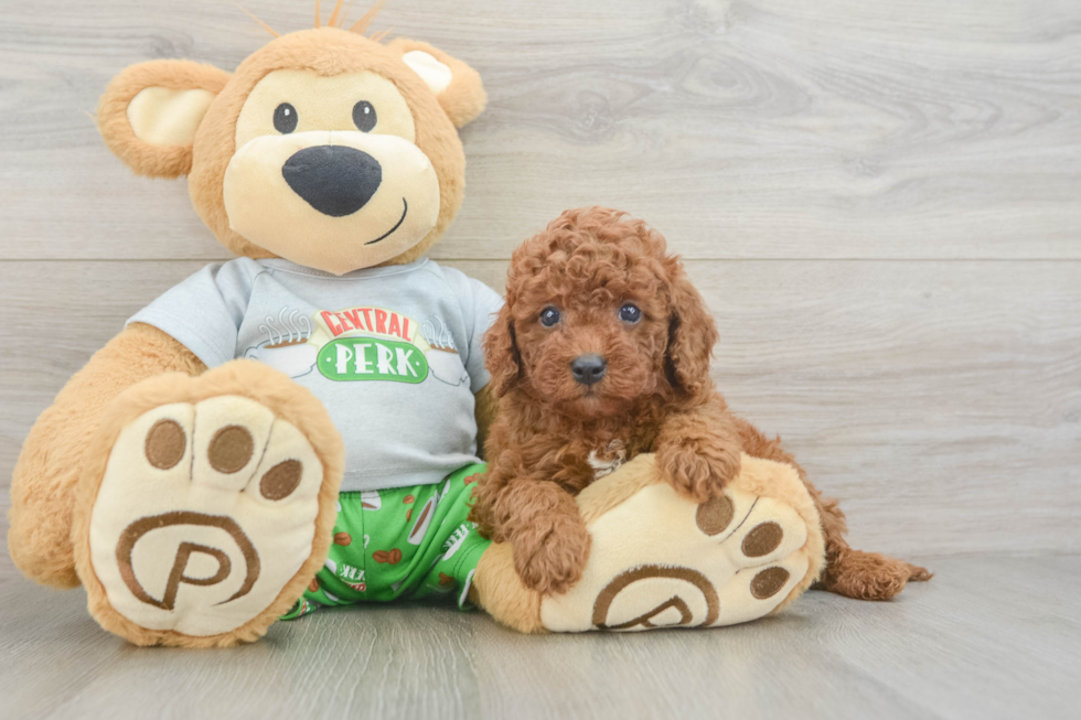 Cavapoo Pup Being Cute