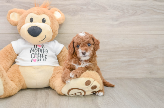 TATER, a Cavapoo littermate