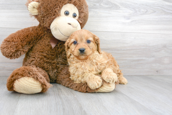 Cavapoo Pup Being Cute