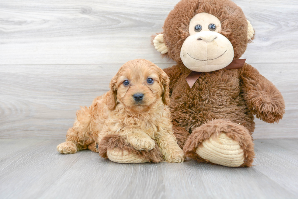 Friendly Cavapoo Baby