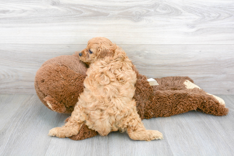 Friendly Cavapoo Baby