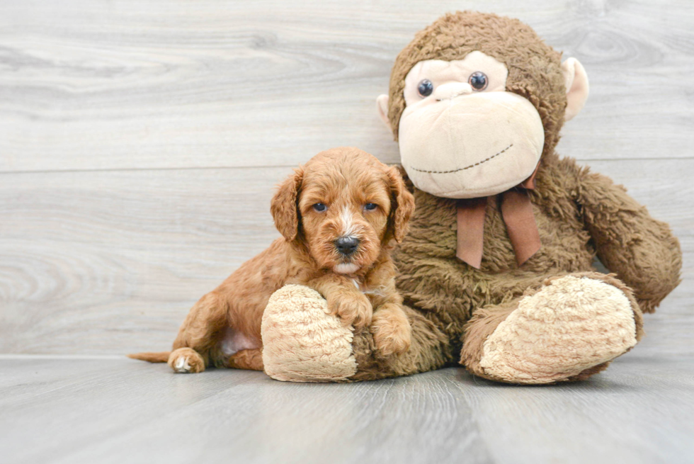 Hypoallergenic Cavoodle Poodle Mix Puppy
