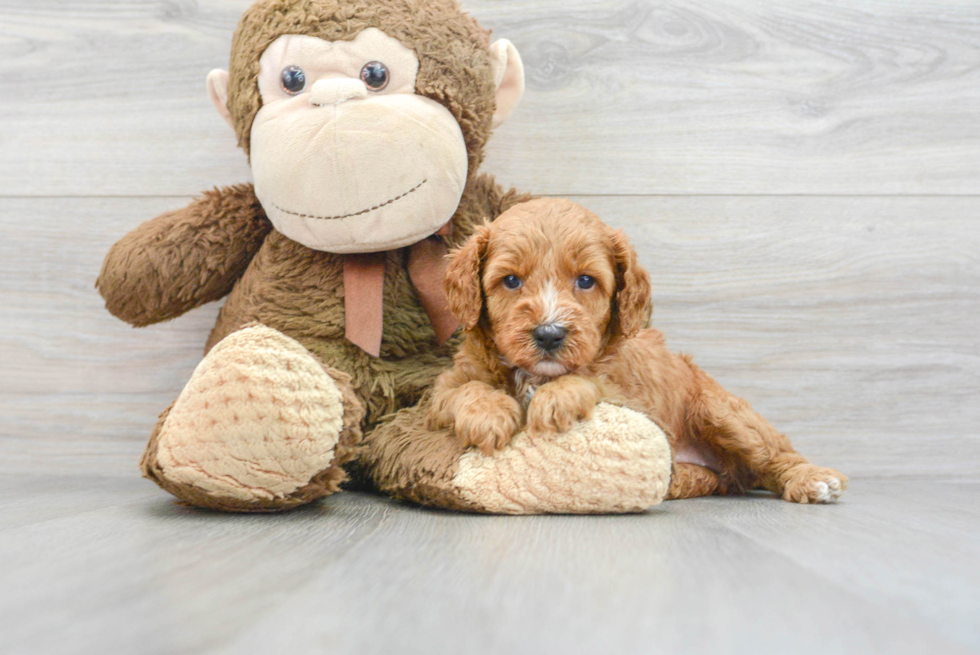 Hypoallergenic Cavoodle Poodle Mix Puppy