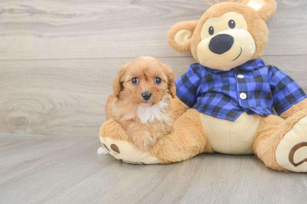 Best Cavapoo Baby