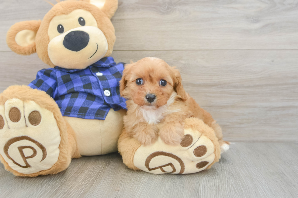 Little Cavipoo Poodle Mix Puppy