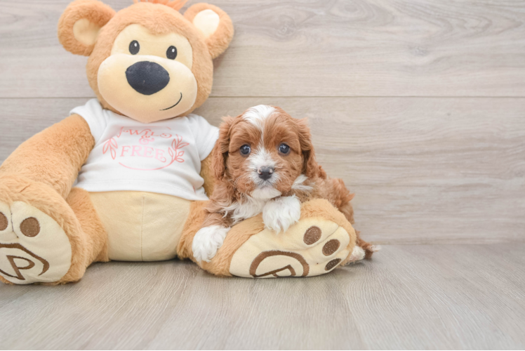 Cavapoo Puppy for Adoption