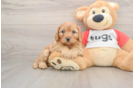 Cavapoo Puppy for Adoption