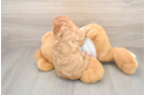 Cavapoo Pup Being Cute