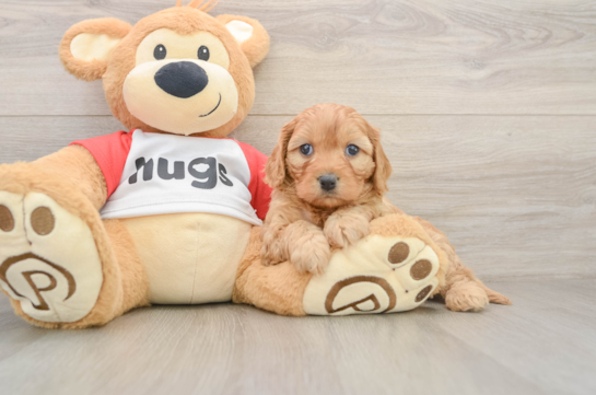 Happy Cavapoo Baby