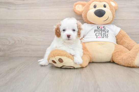 TIARA, a Cavapoo littermate