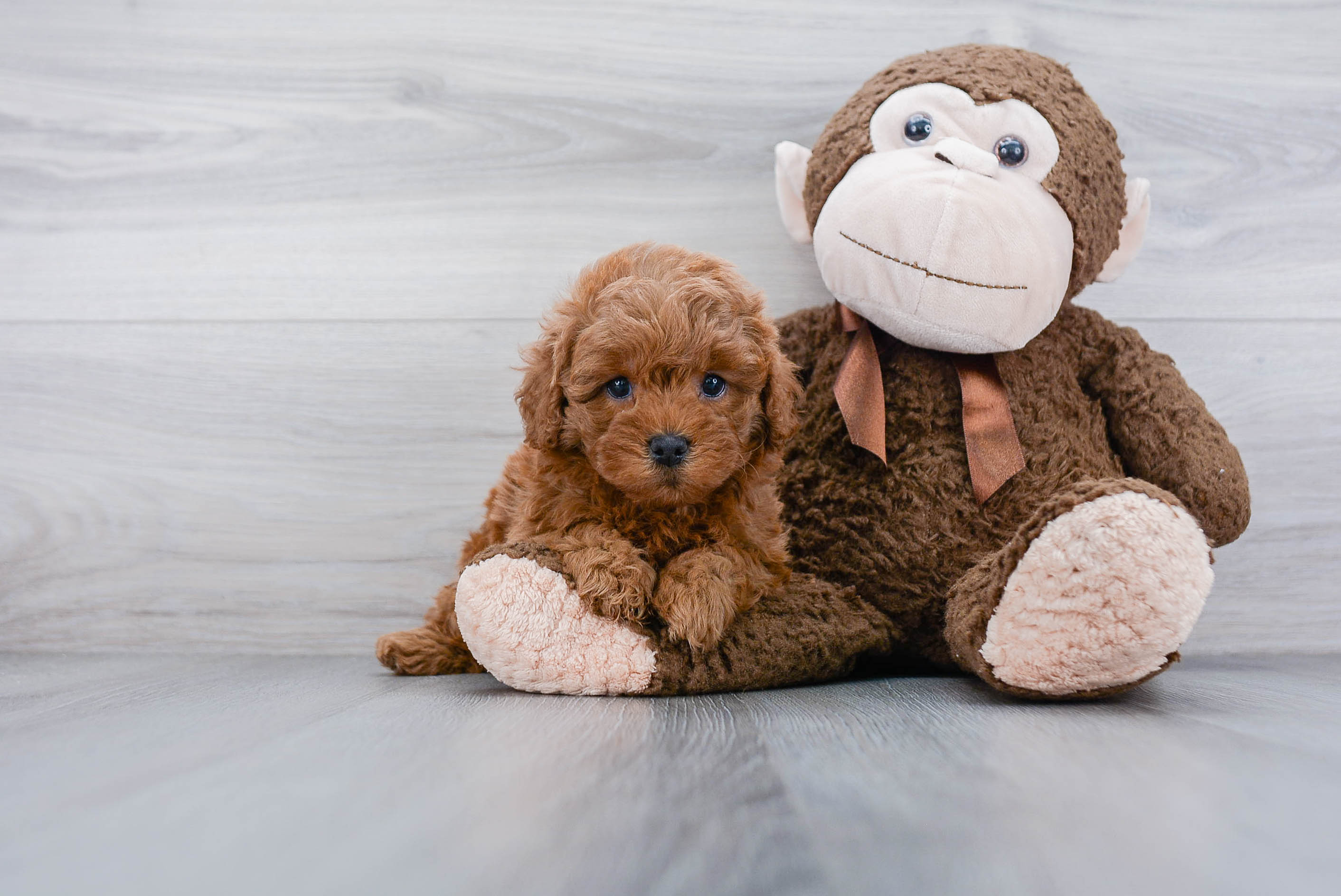 Adorable Cavoodle Poodle Mix Puppy
