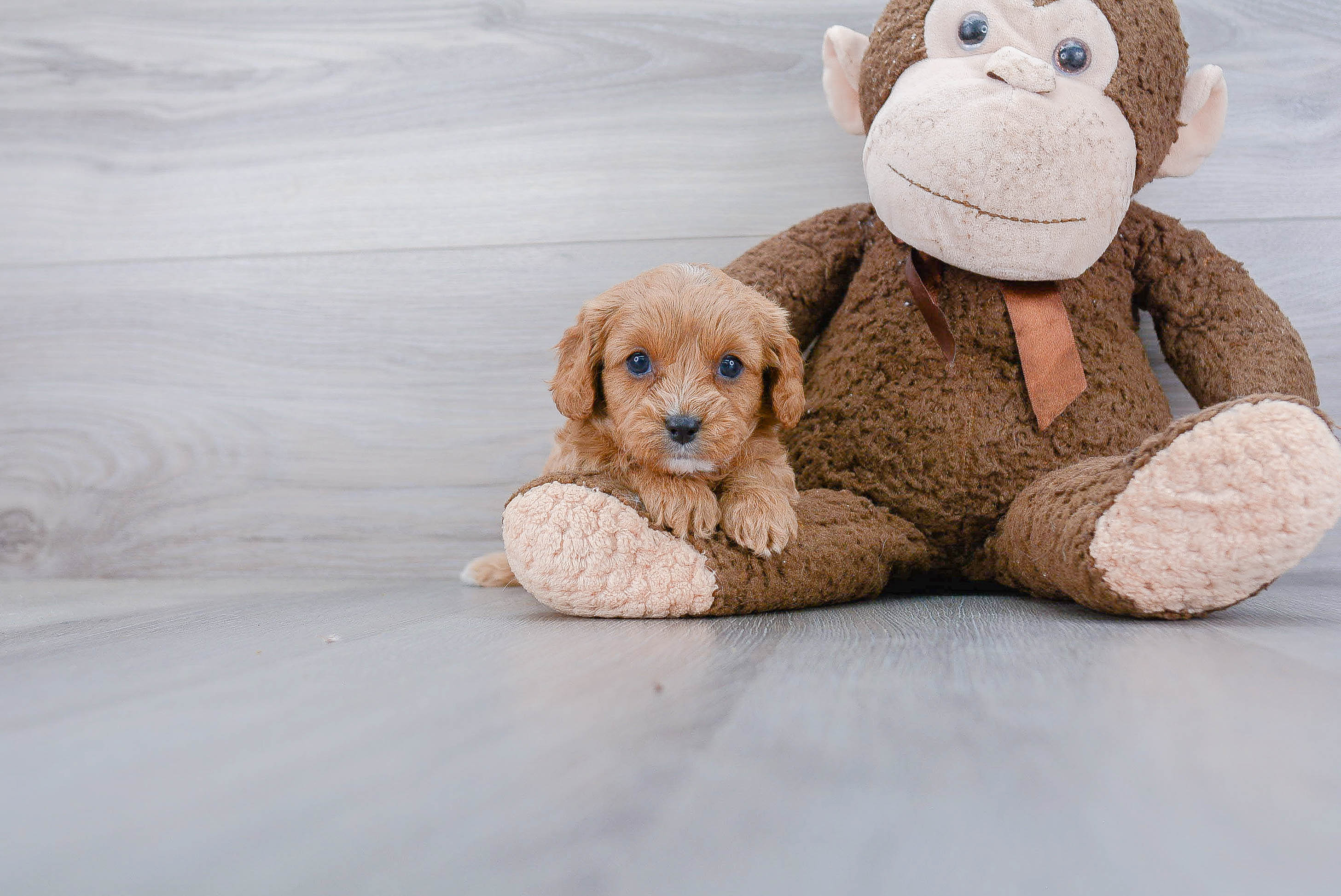 Little Cavoodle Poodle Mix Puppy