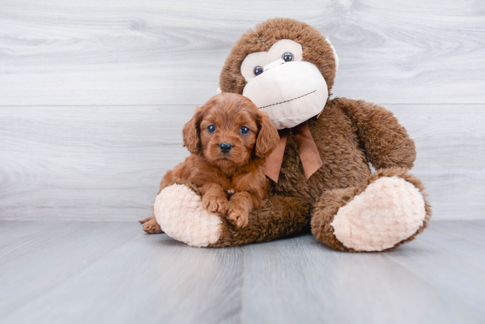 Smart Cavapoo Poodle Mix Pup