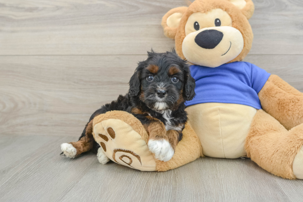 Cavapoo Pup Being Cute