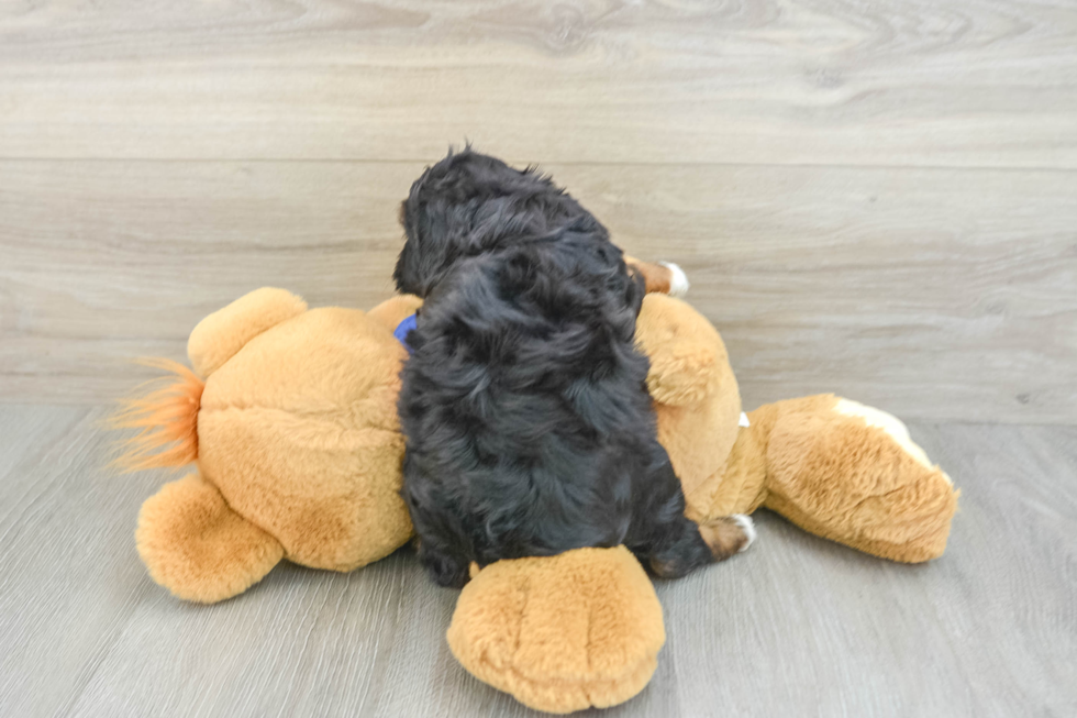 Best Cavapoo Baby