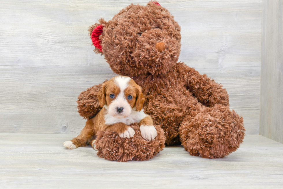 Best Cavapoo Baby
