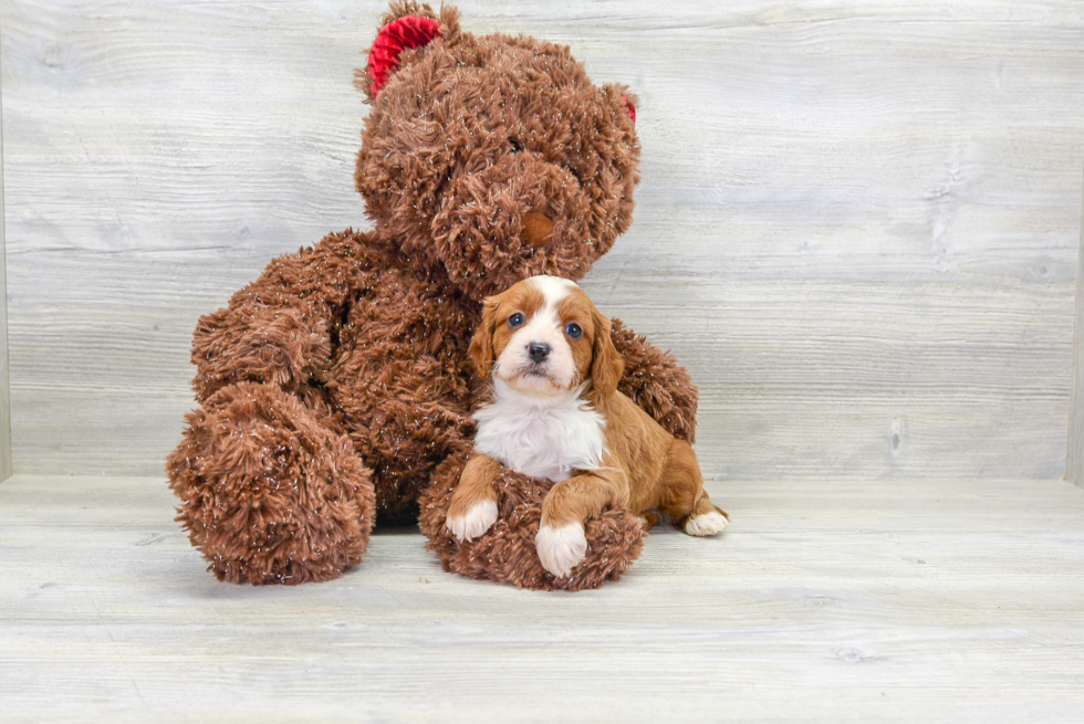 Smart Cavapoo Poodle Mix Pup