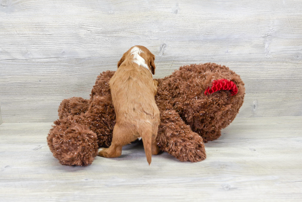 Cavapoo Pup Being Cute