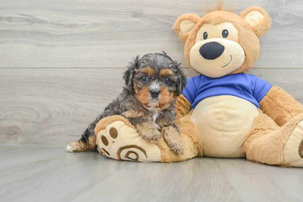 Cavapoo Puppy for Adoption