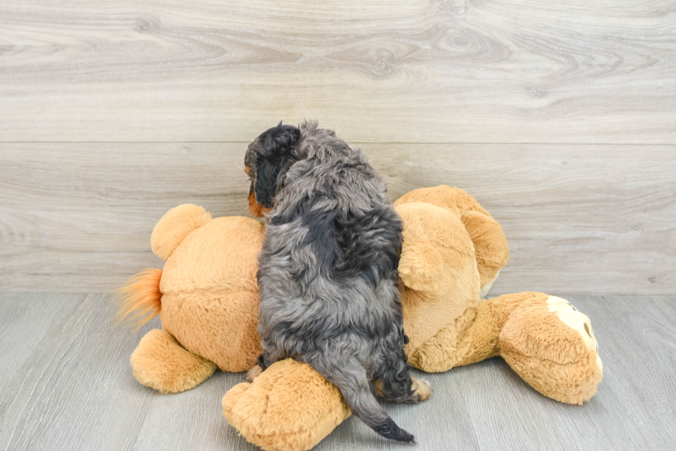Funny Cavapoo Poodle Mix Pup