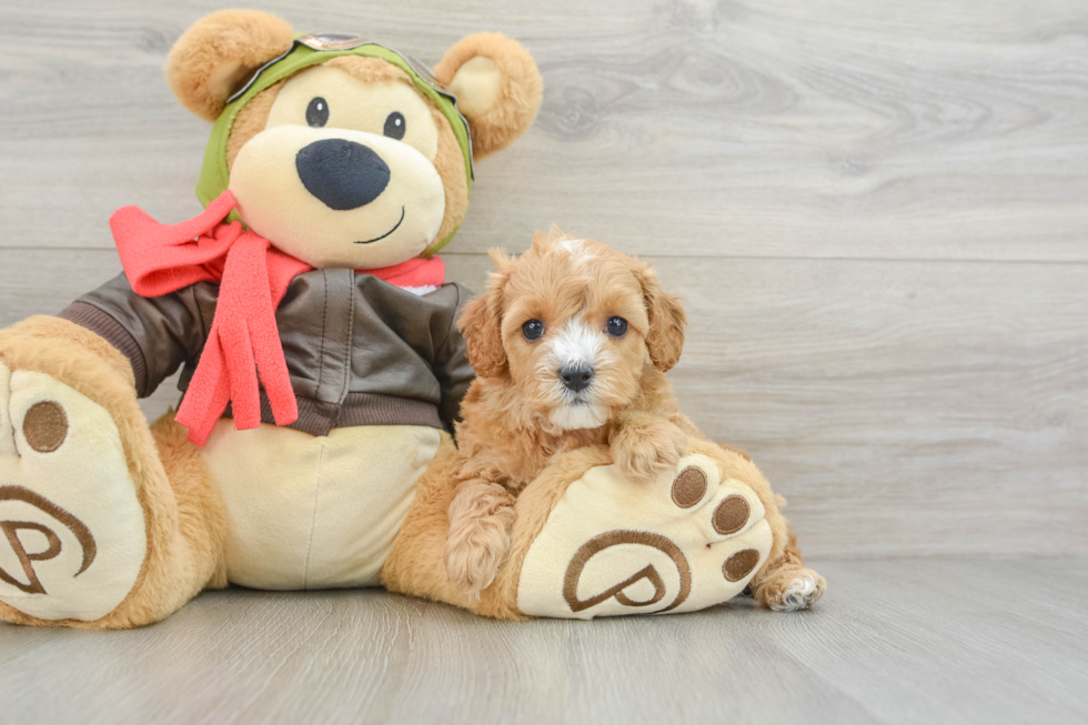 Cavapoo Pup Being Cute