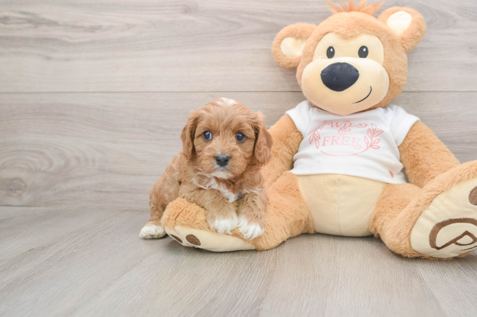 Cavapoo Pup Being Cute