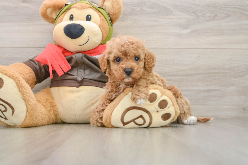 Playful Cavapoodle Poodle Mix Puppy
