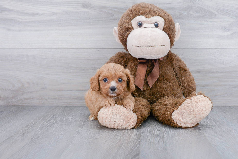 Best Cavapoo Baby