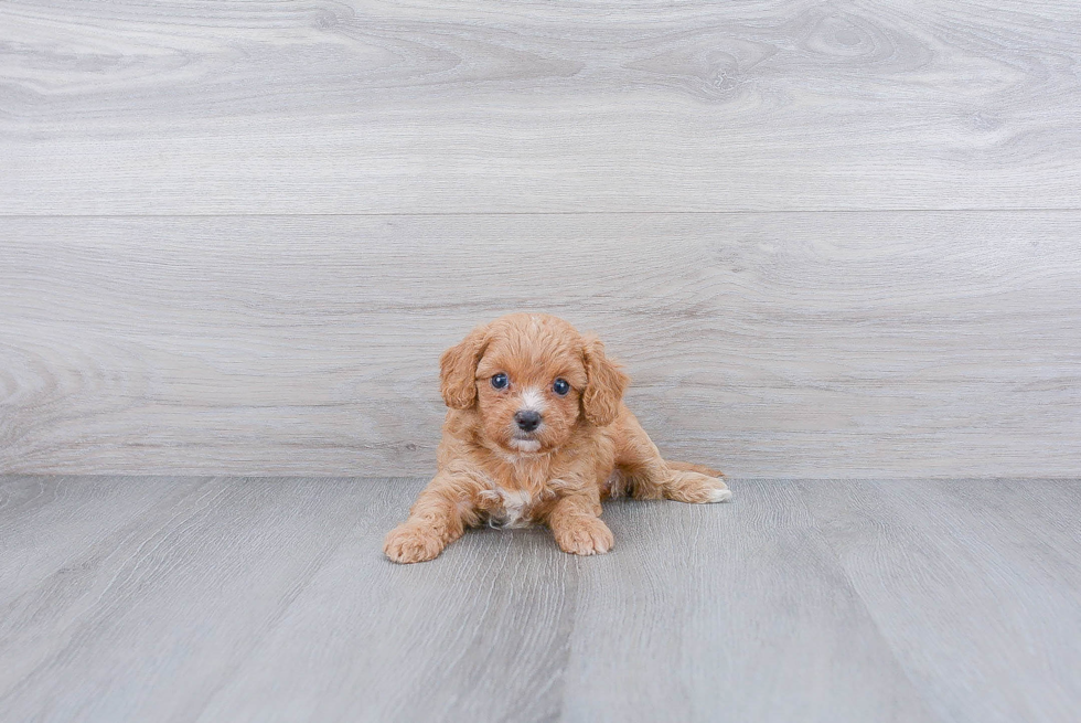 Cavapoo Pup Being Cute