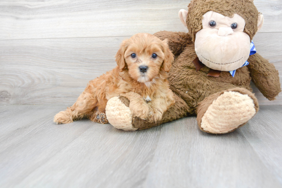 Petite Cavapoo Poodle Mix Pup
