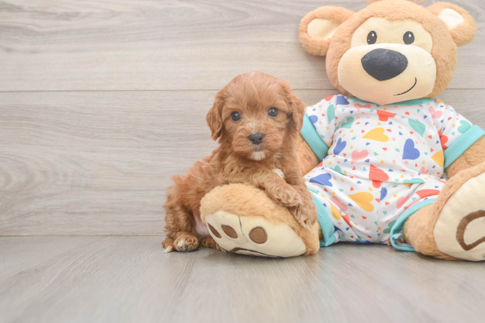 Cavapoo Pup Being Cute