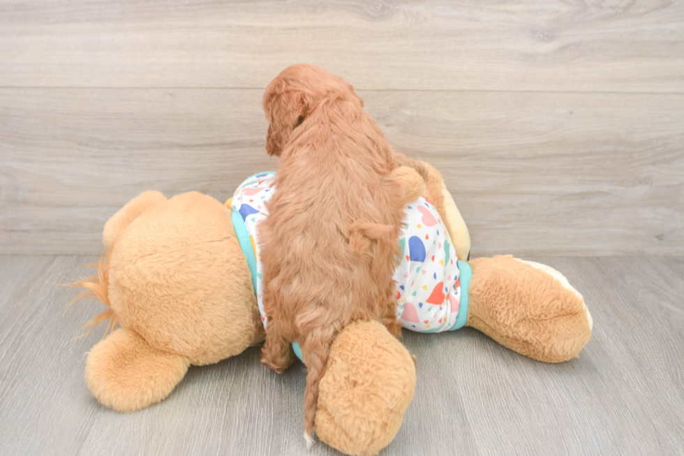 Cavapoo Pup Being Cute