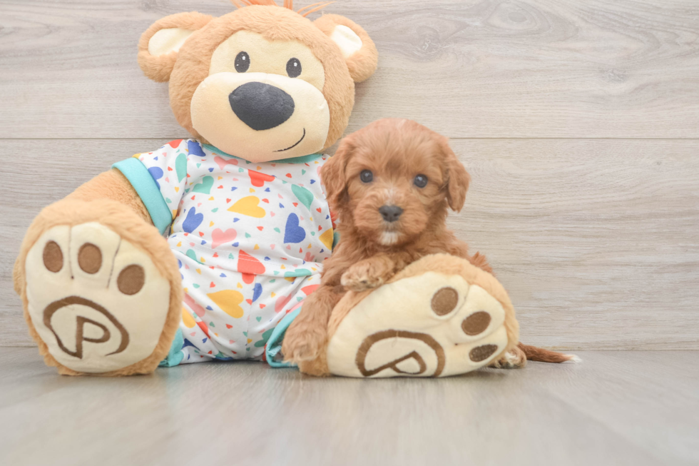Best Cavapoo Baby
